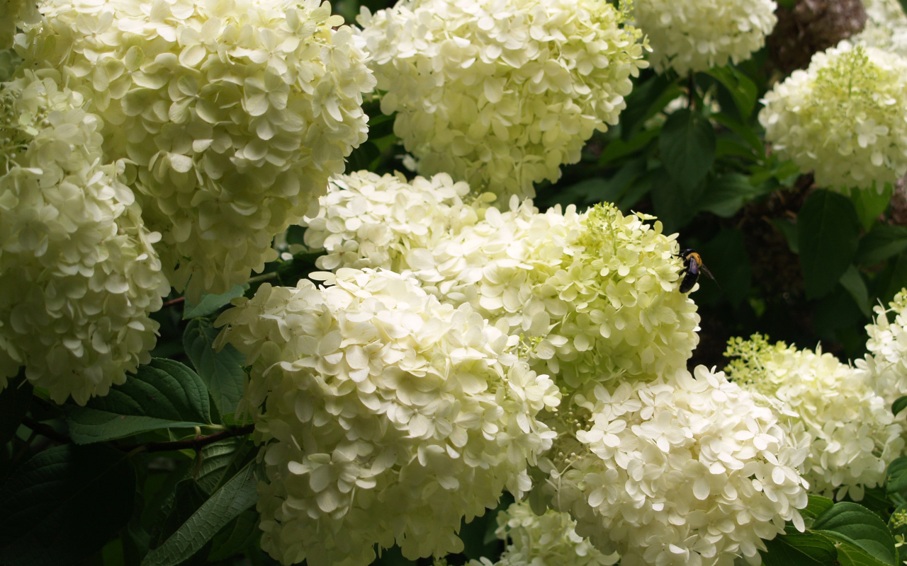 Красивые букет цветов гортензия 