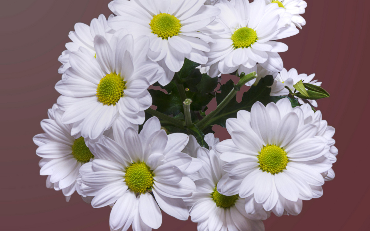 Красивый букет белая хризантема