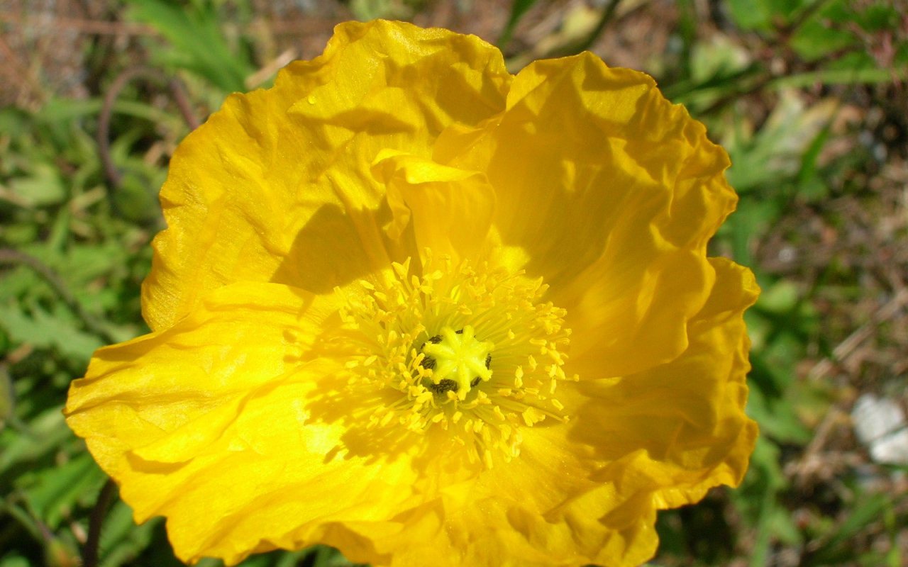 Красивый бузульник на клумбе в саду