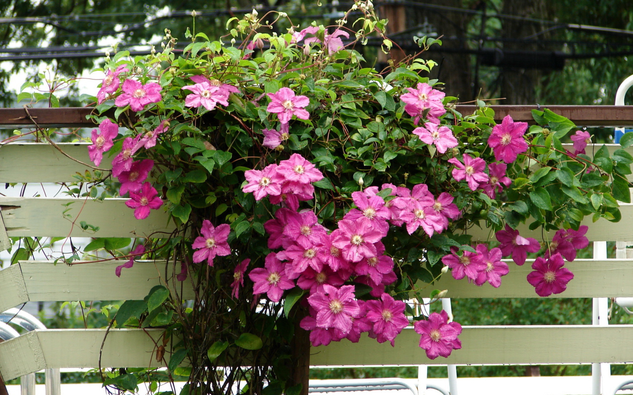 Красивый клематис в саду