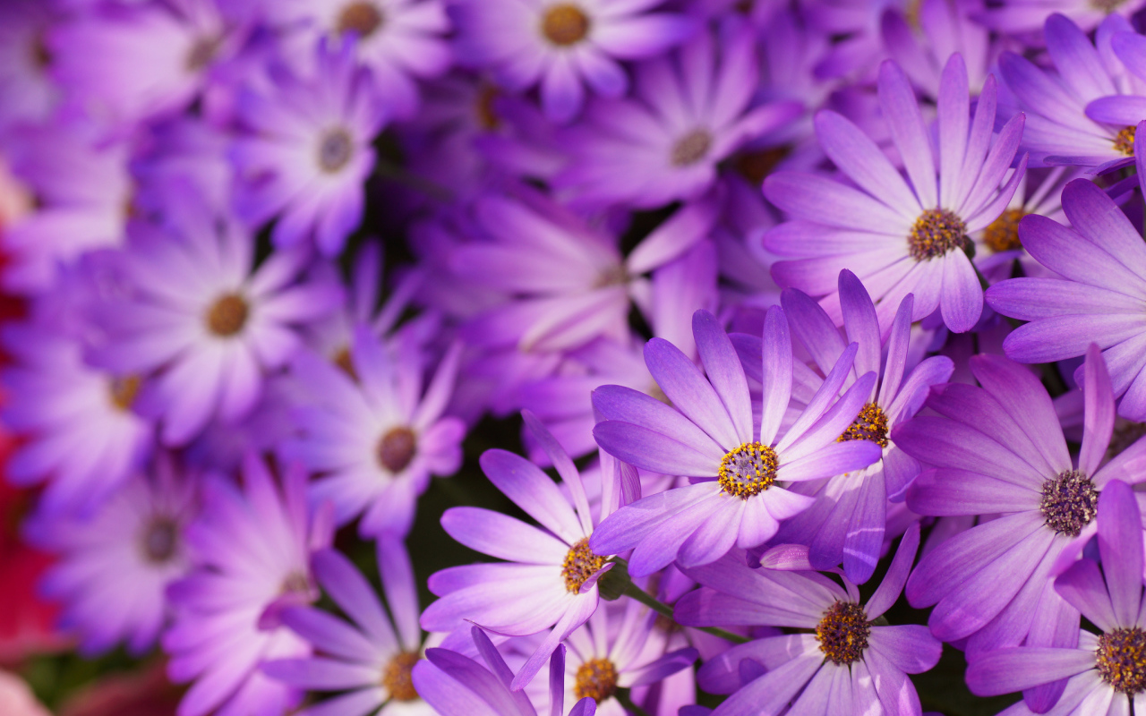 Красивые цветы маргаритки в саду