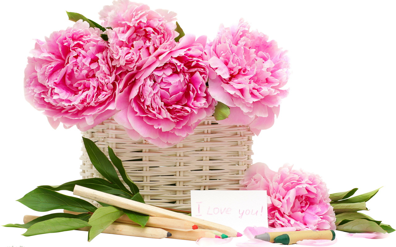 Красивый рисунок цветы пионы