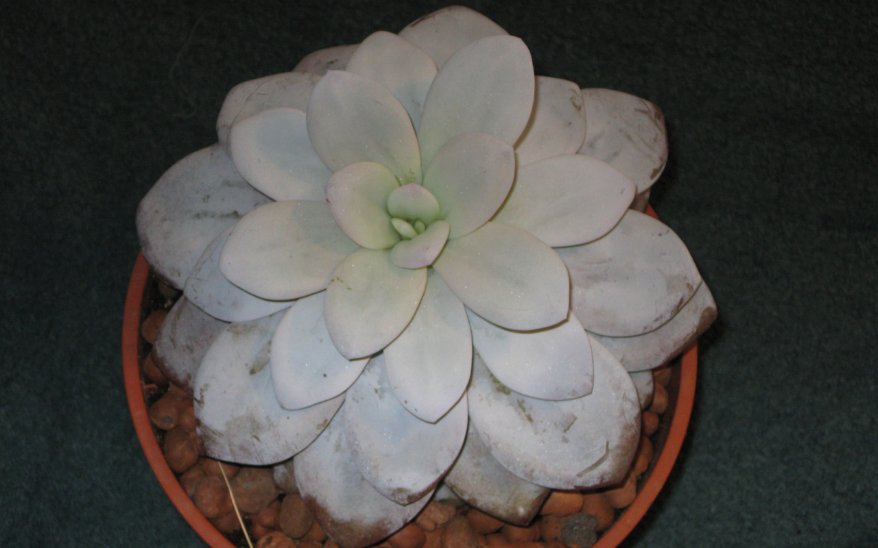 Красивая эхеверия (эчеверия) в саду