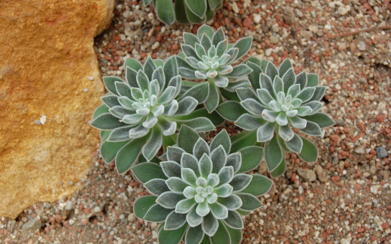 Красивый цветок эхеверия (эчеверия)  в саду