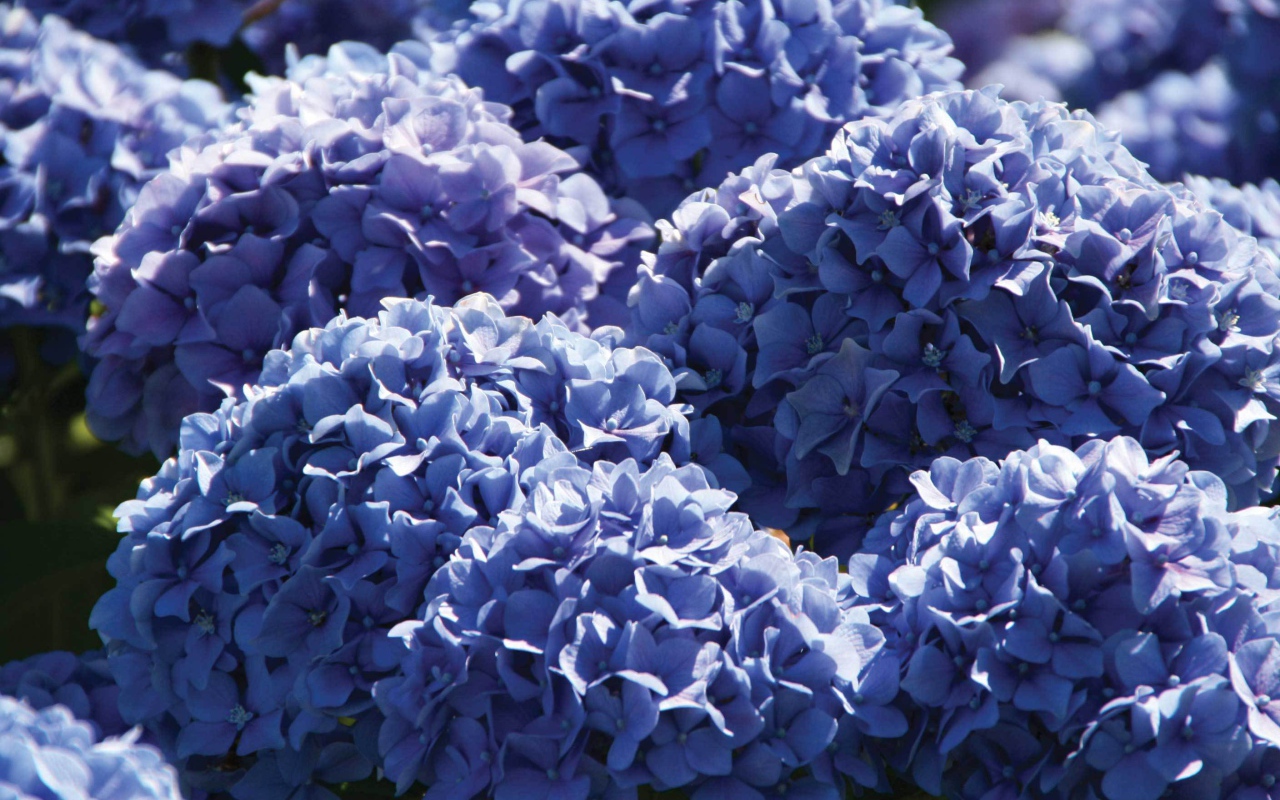 Красивый цветок гортензия