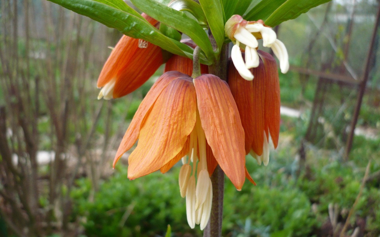 Красивый цветок рябчик императорский на клумбе в саду