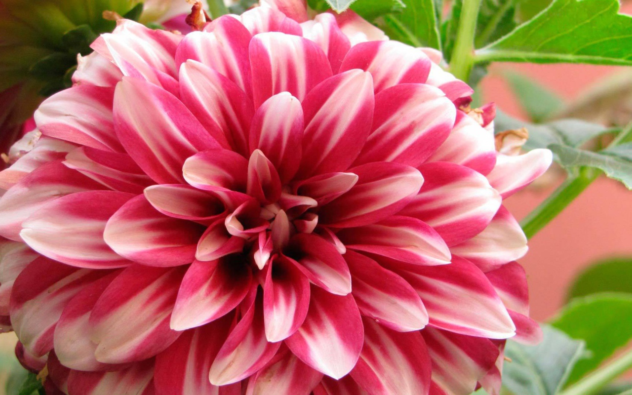 Красивый цветок астра в саду