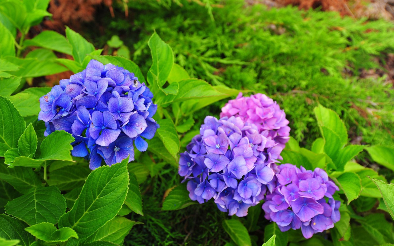 Красивый цветок гортензия в саду