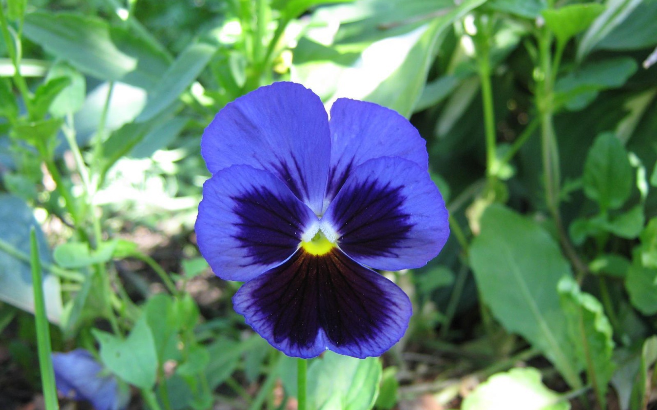 Красивый цветок анютины глазки