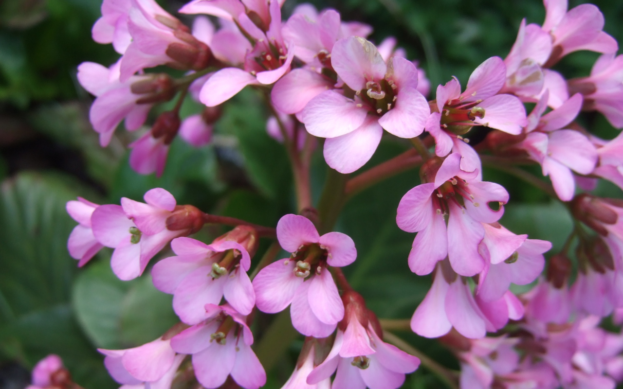 Красивые цветы бадан