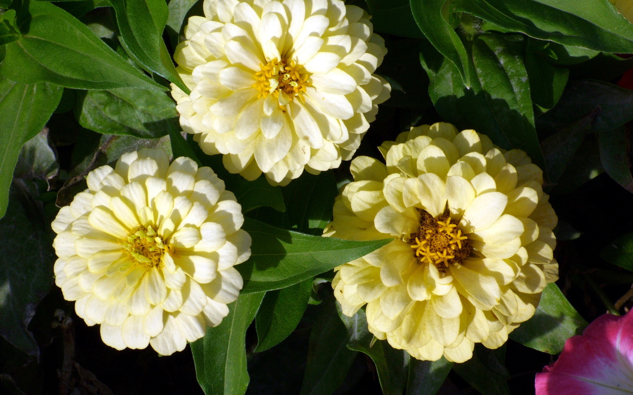 Красивые цветы цинния (циния) в саду