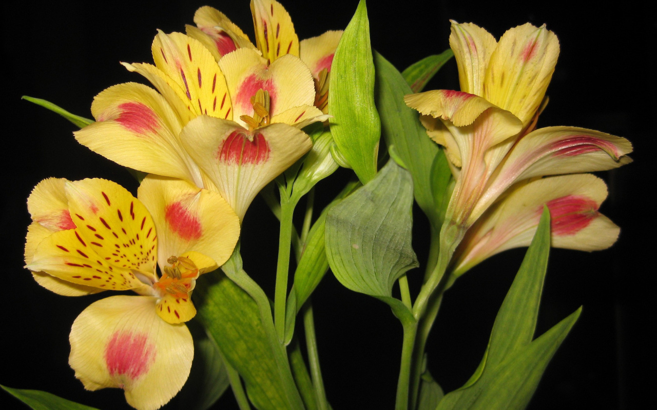 Красивые цветы альстремерия на поляне