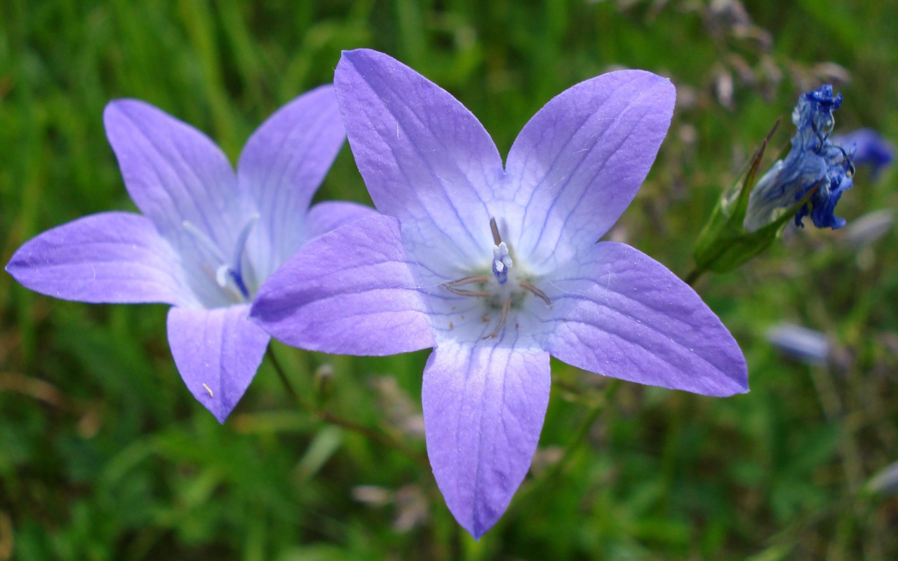 Красивые цветы колокольчик на клумбе в саду