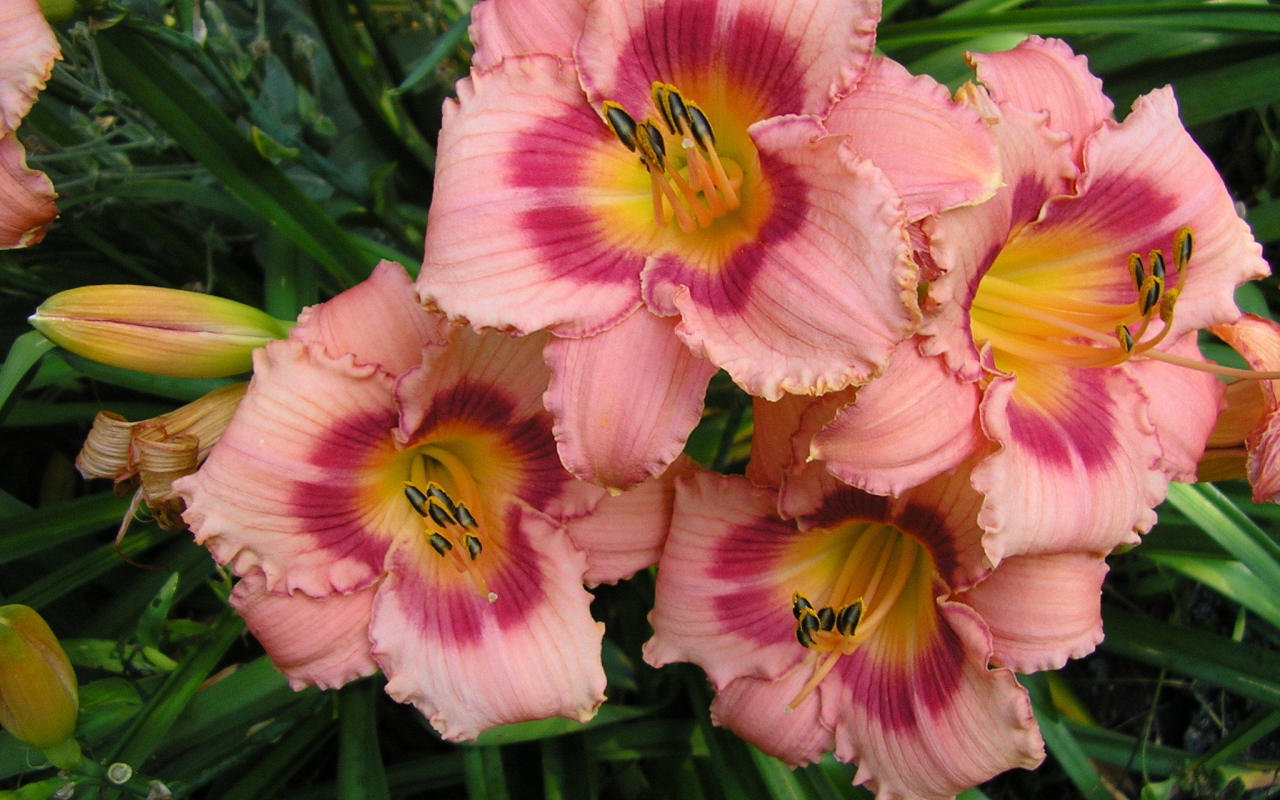 Красивые цветы лилейник на клумбе в саду