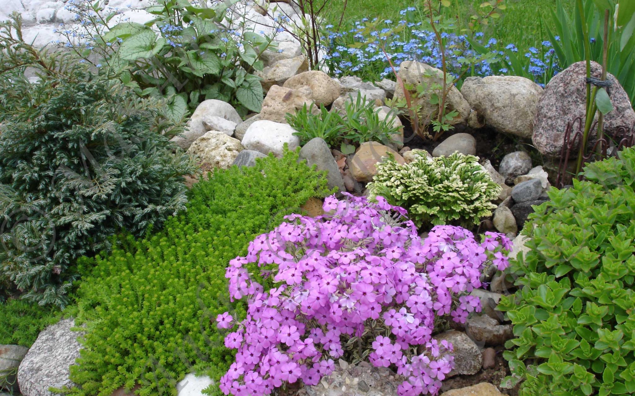 Красивые цветы армерия на клумбе в саду