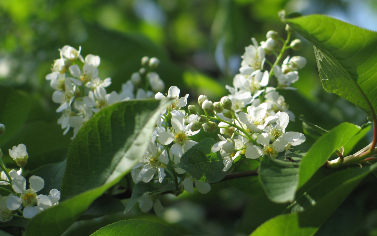 Красивые цветы бадан в лесу
