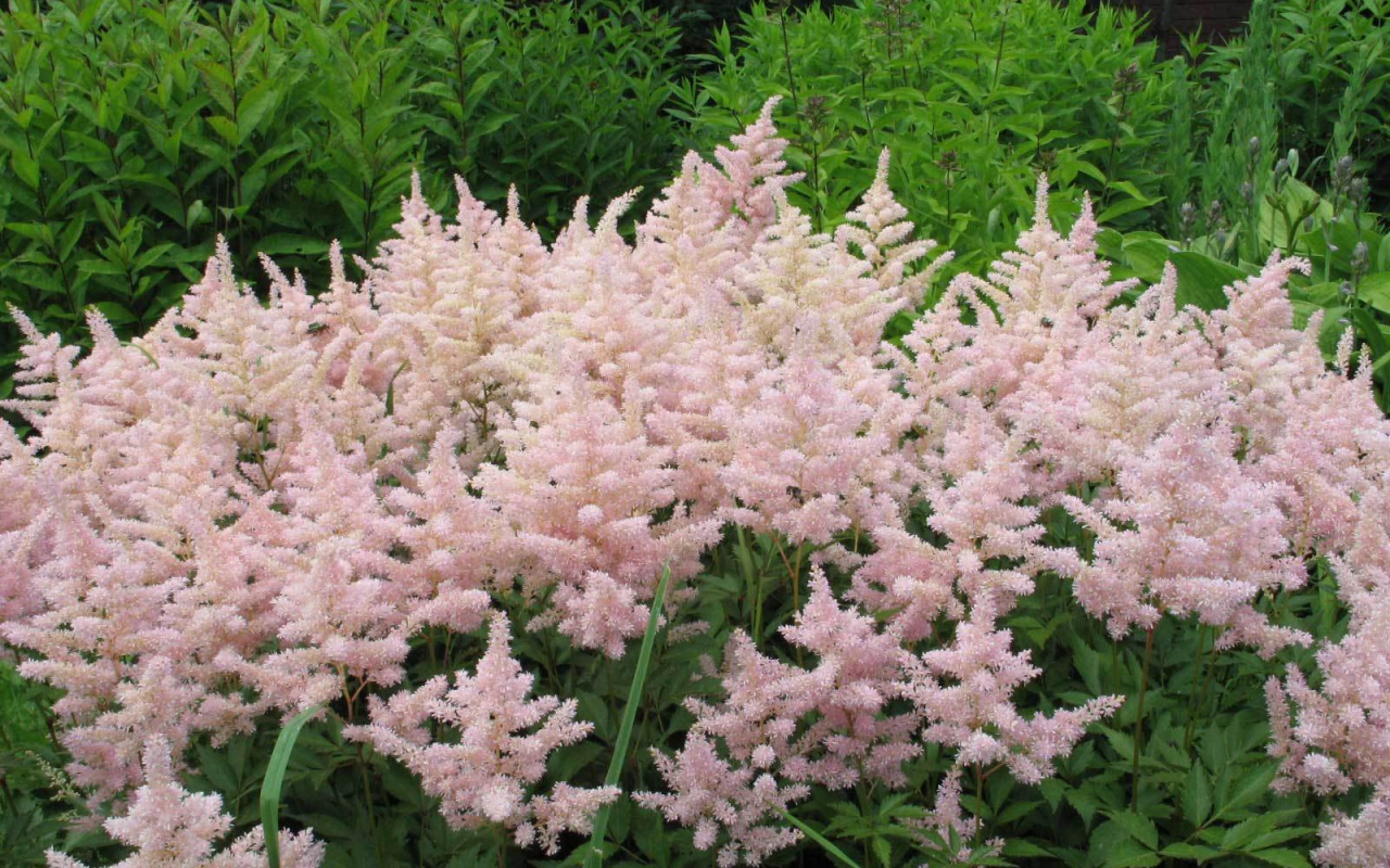 Красивые цветы астильба в саду