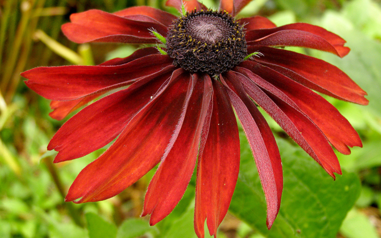 Красивые цветы рудбекия в саду