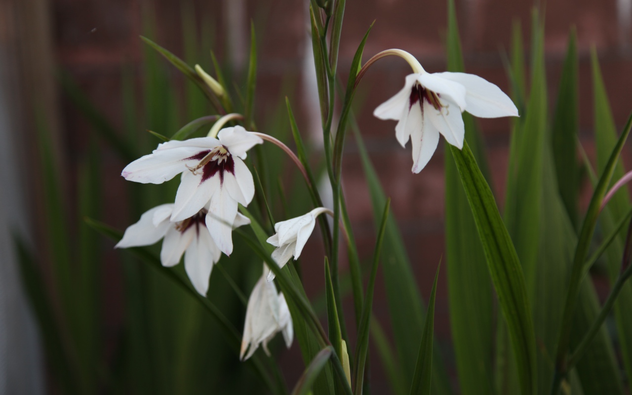 Красивые цветы ацидантера в саду