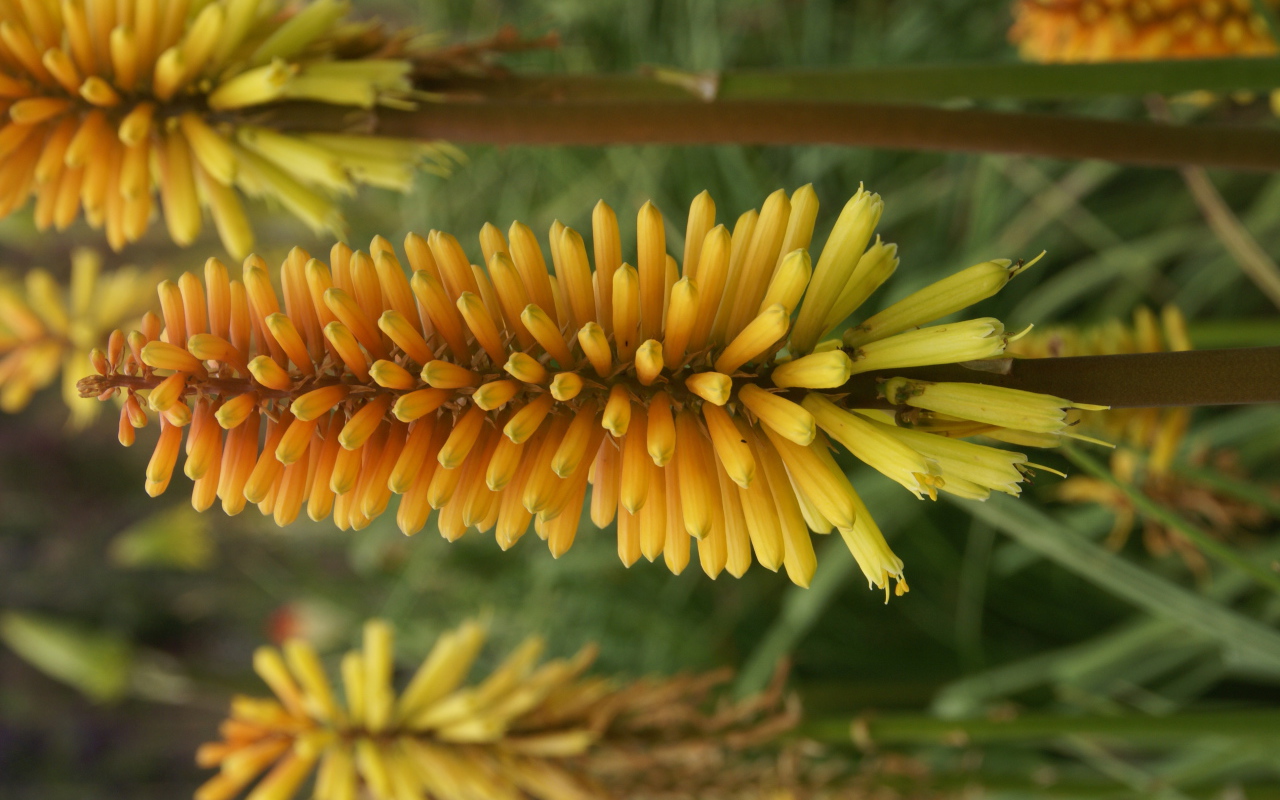 Красивые цветы кникофия в саду
