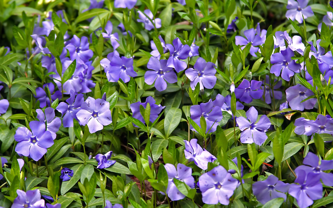 Красивые цветы барвинок в саду