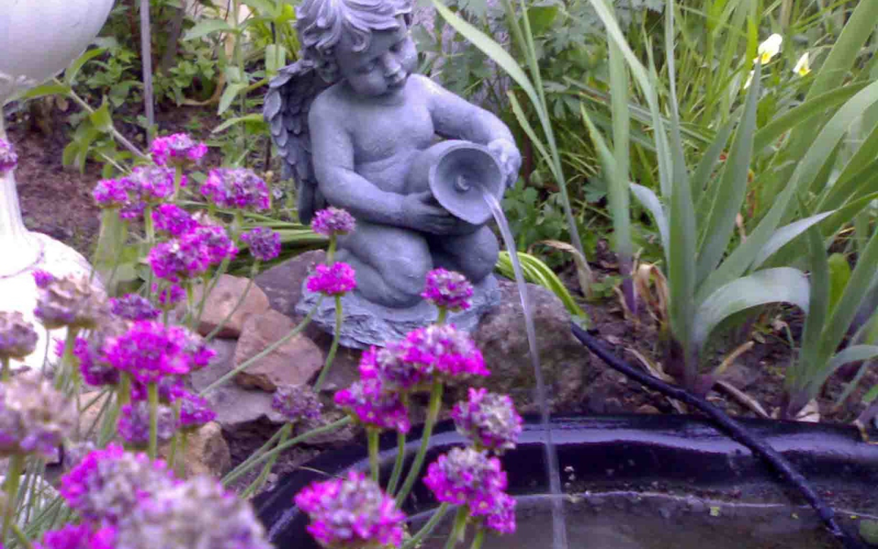 Красивые цветы армерия в саду