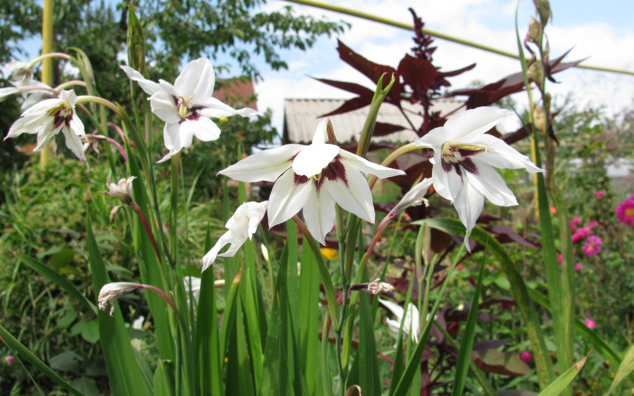 Красивые цветы ацидантера в парке