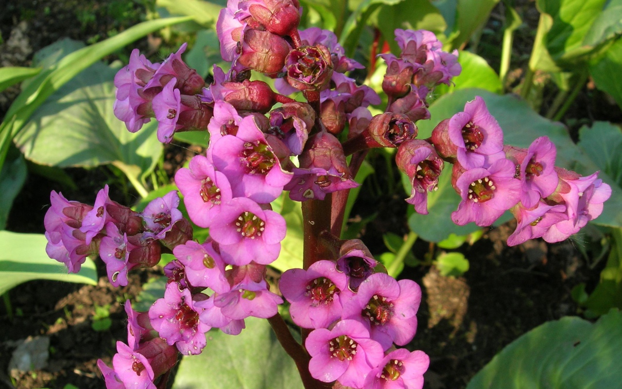 Красивые цветы растения бадан в парке