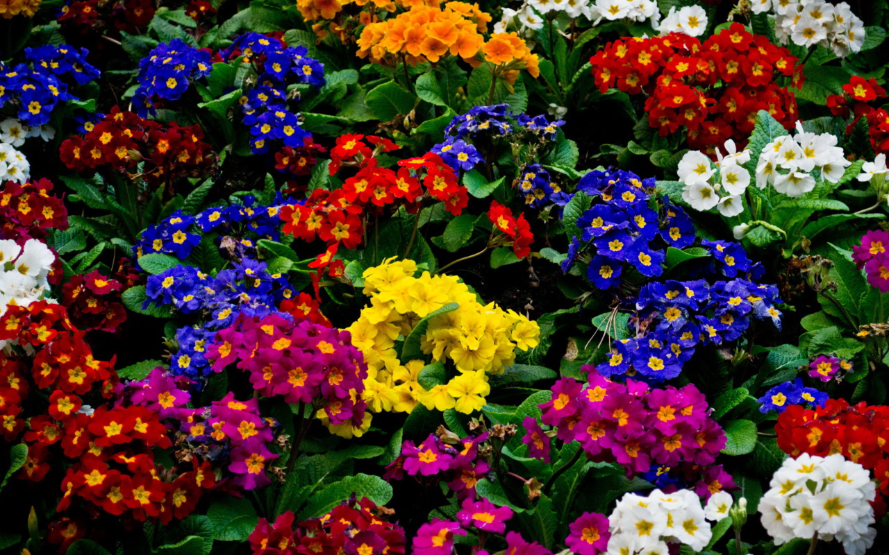 Красивые цветы примула в парке