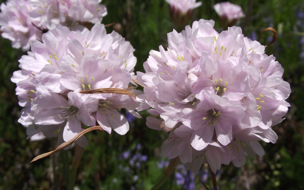 Красивые цветы армерия в парке