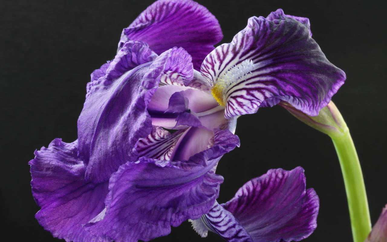 Красивые цветы ирисы на клумбе в саду