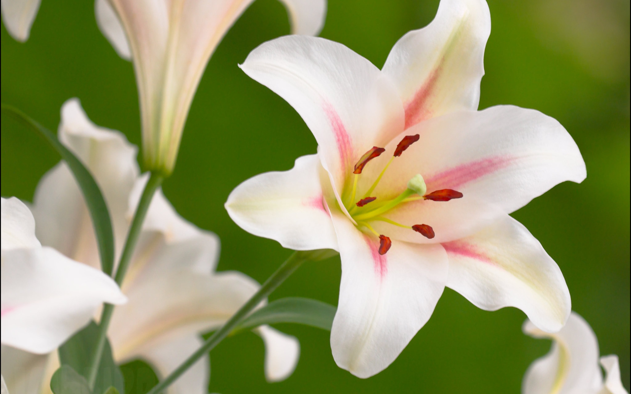 Красивые цветы лилия на поляне