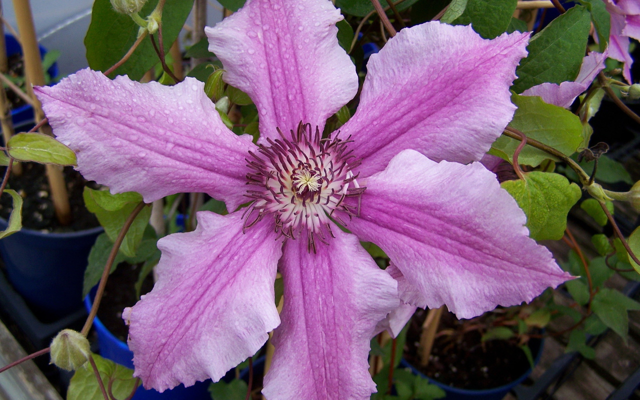 Красивые цветы клематис на клумбе в саду