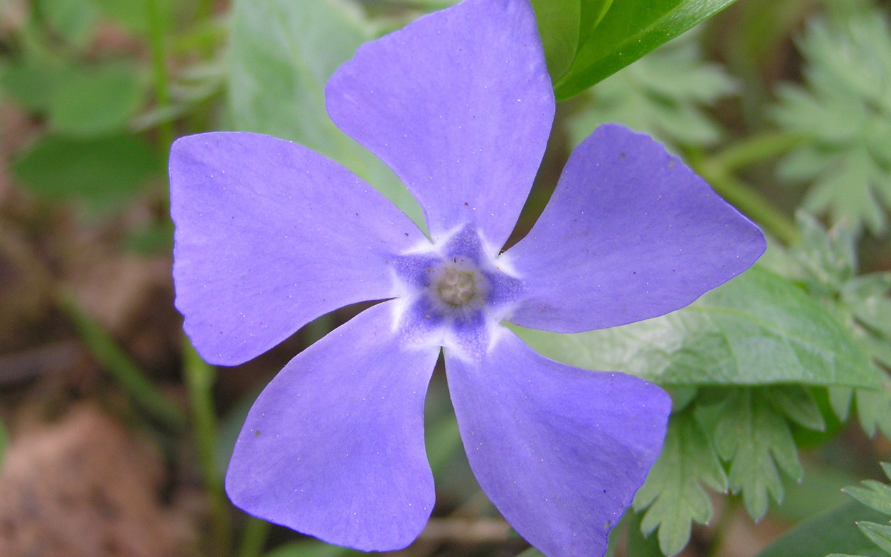 Красивые цветы барвинок в парке