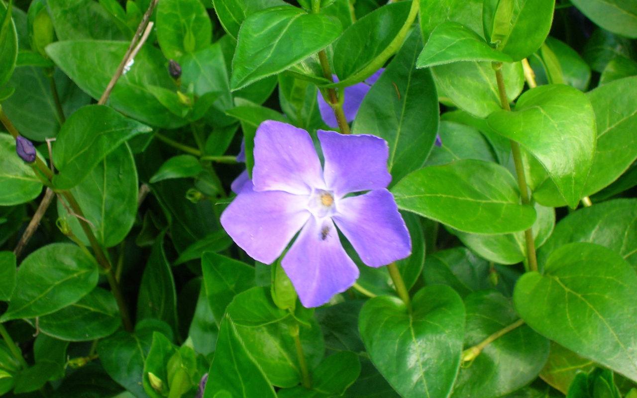 Красивые цветы барвинок на поляне