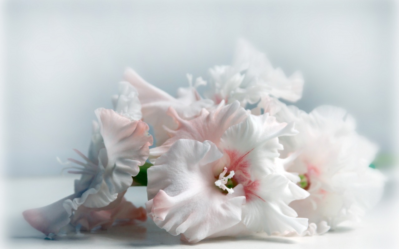 Красивые цветы белого гладиолуса