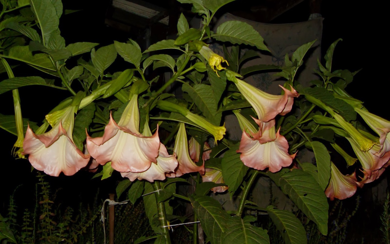 Красивые цветы бругмансия на поляне