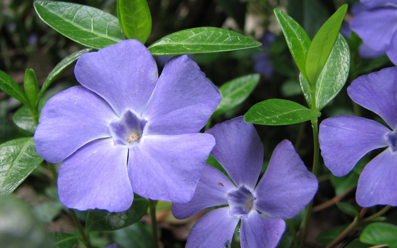 На поляне красивые цветы барвинок