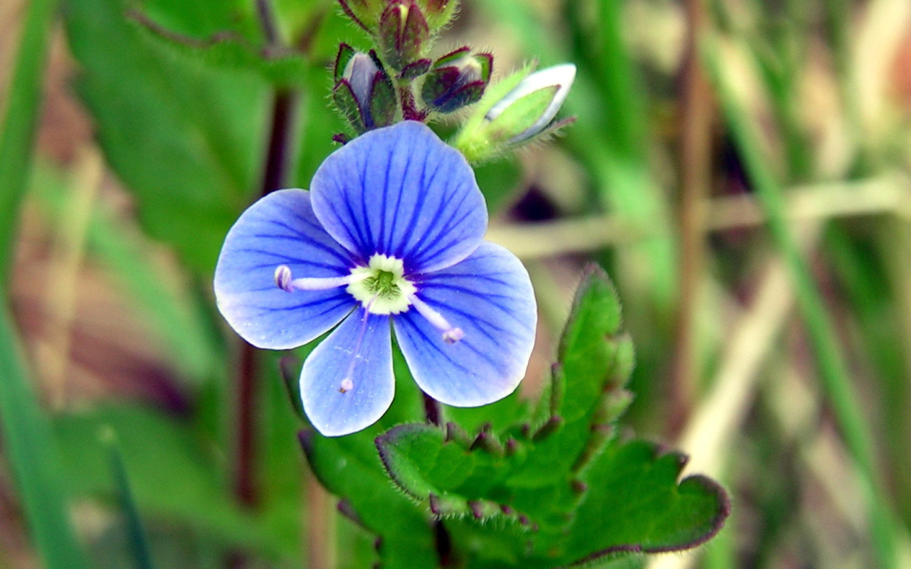Красивые цветы вероника на поляне