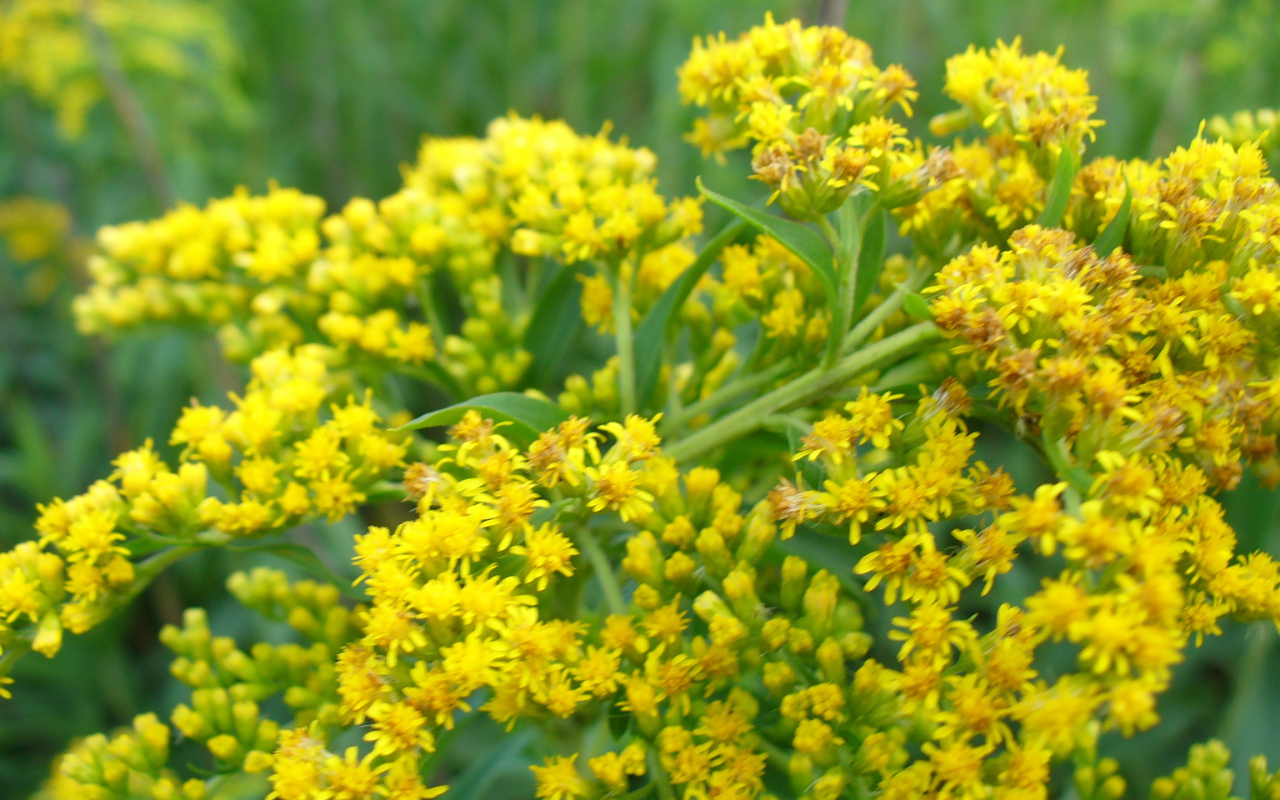 На поляне красивые цветы венидиум