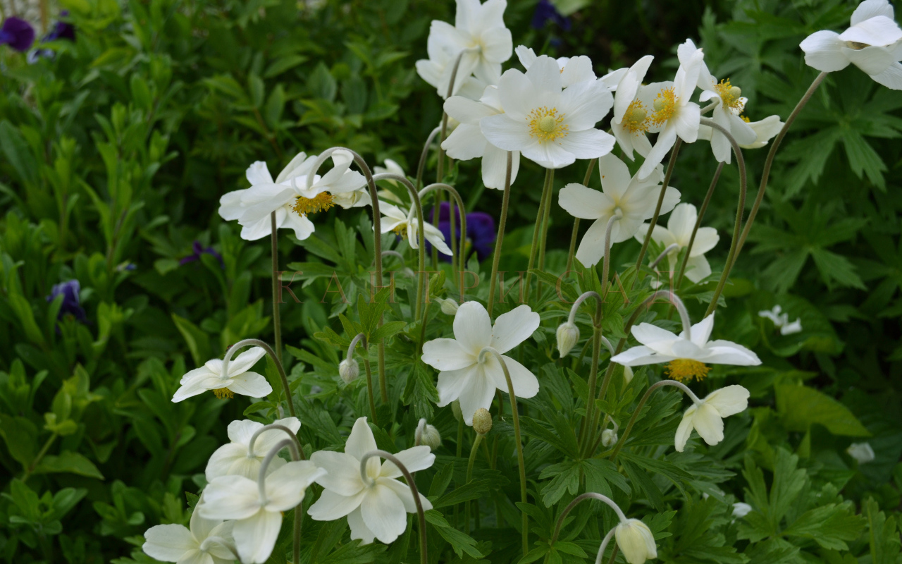 Красивые цветы анемона на поляне