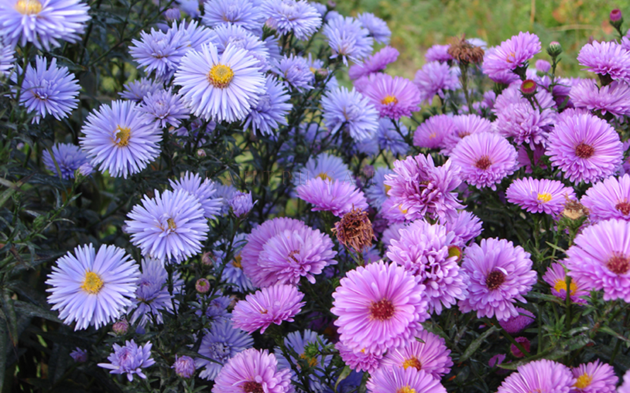 Красивые цветы астра на поляне