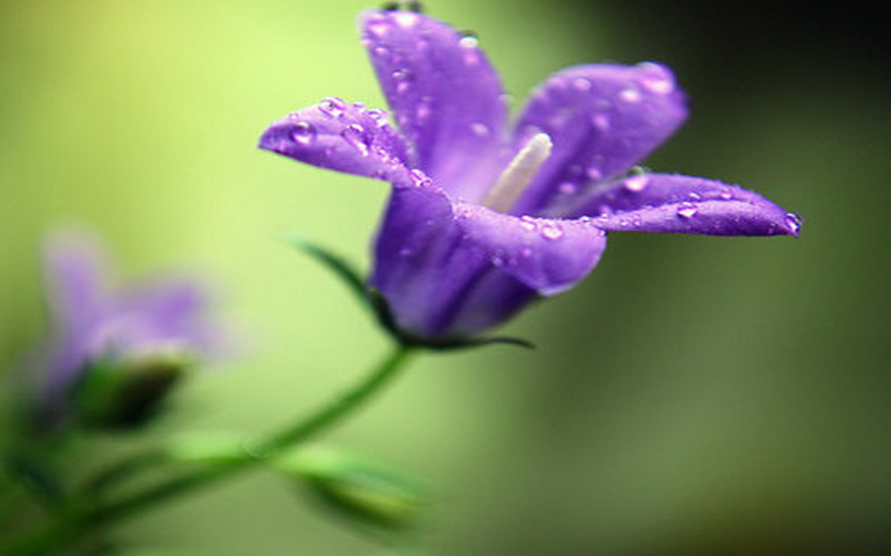 На поляне красивые цветы колокольчики