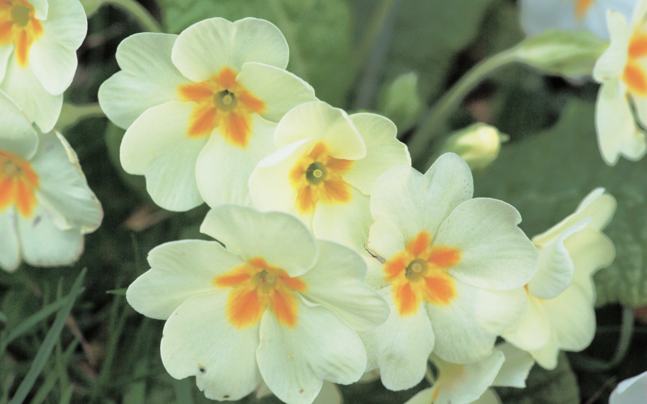 Красивые цветы растения резуха