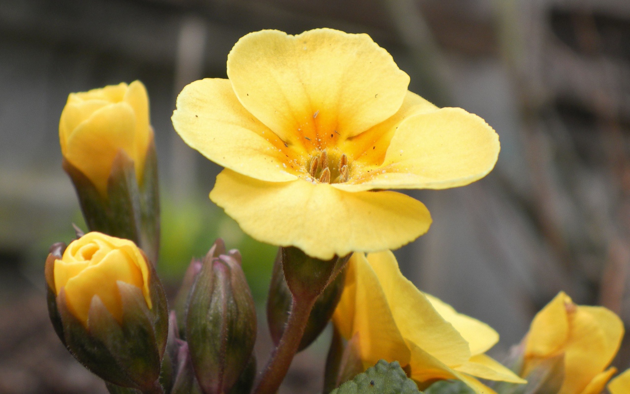 Красивые цветы примула на поляне