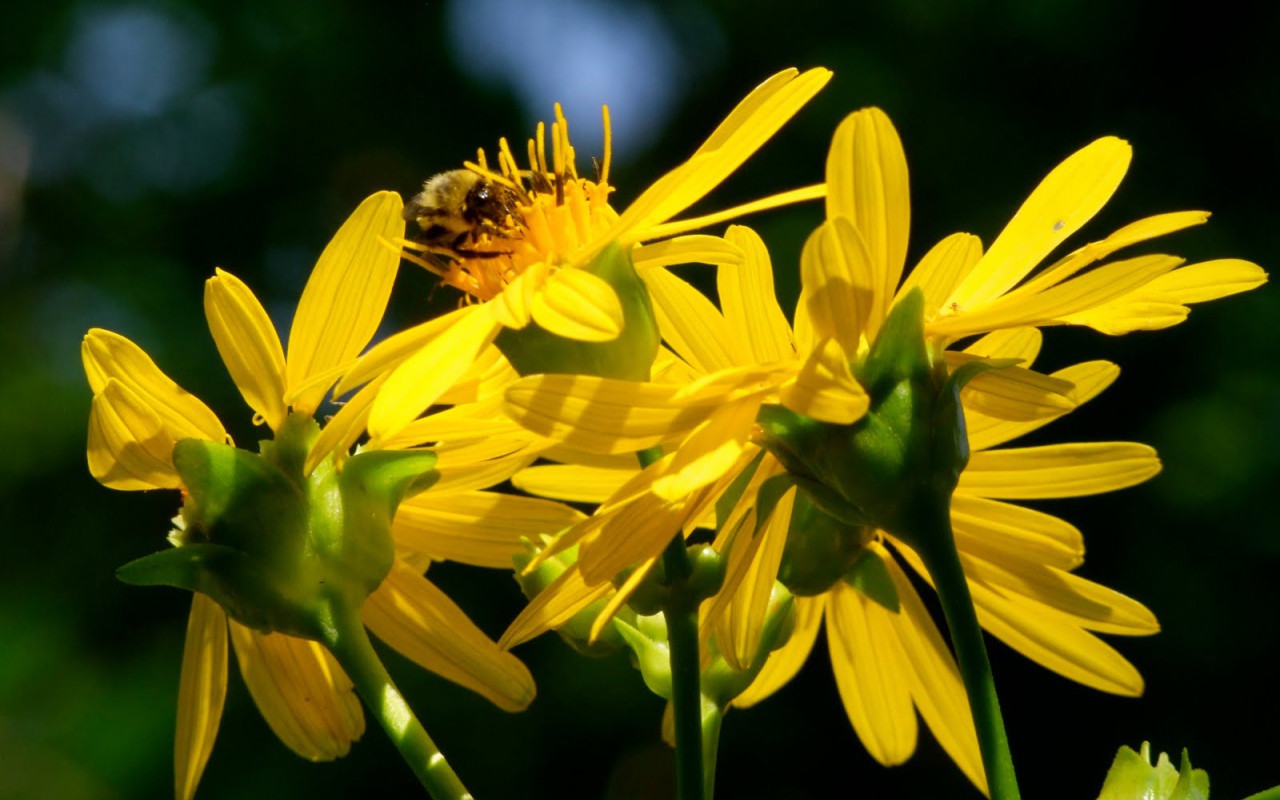 Красивые цветы венидиум (астровые) в саду