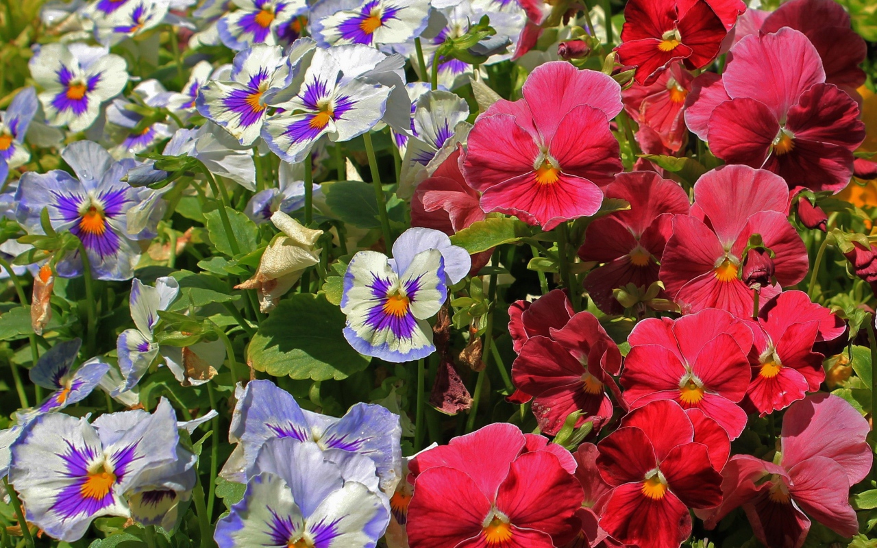 Красивые цветы виола (фиалка,анютины глазки)  в лесу