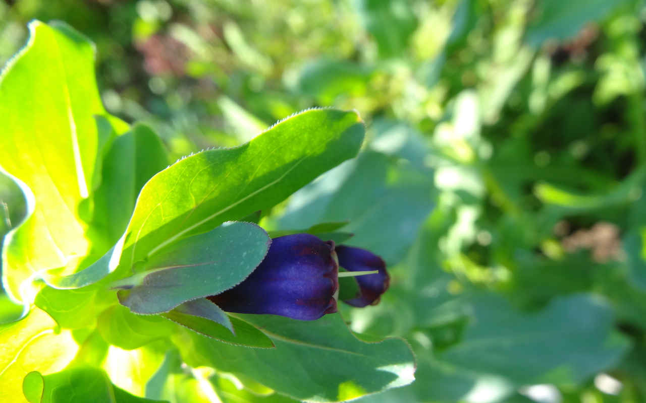 Красивый восковник в саду