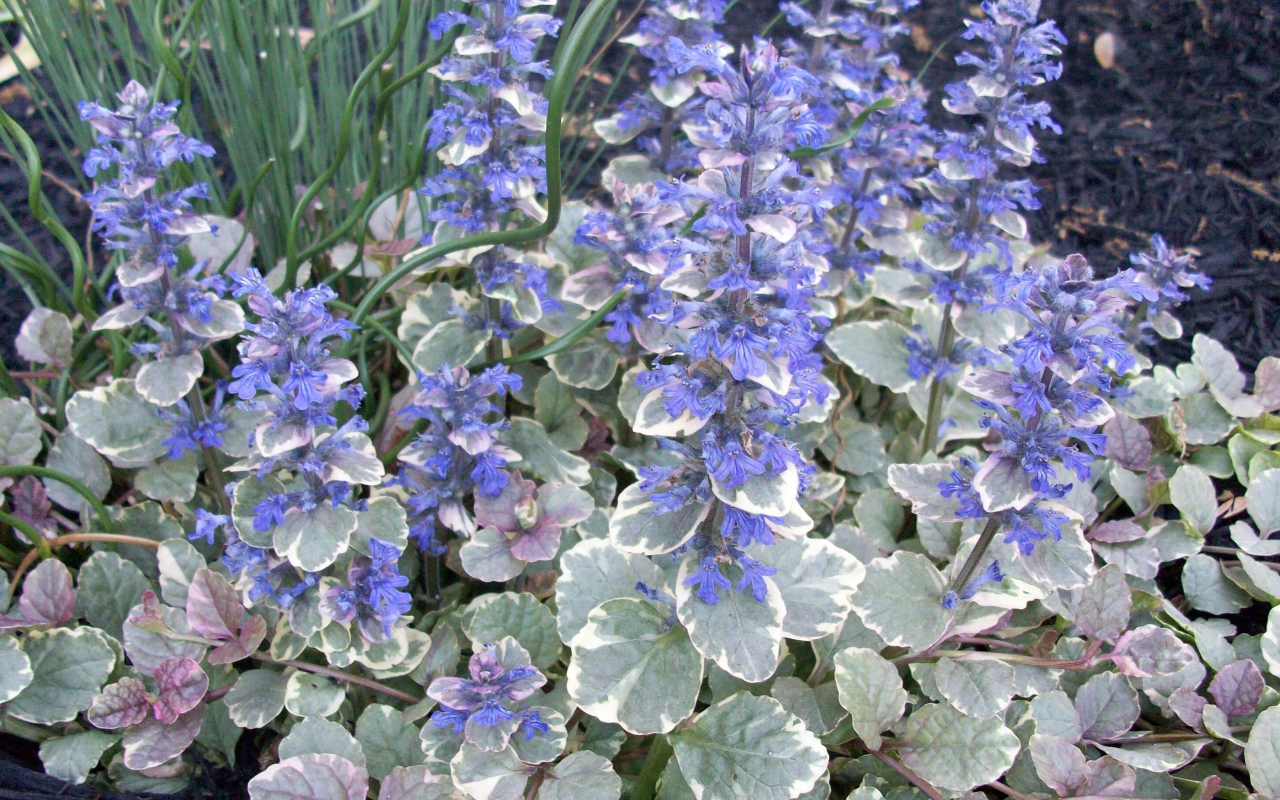 Красивая аюга в саду