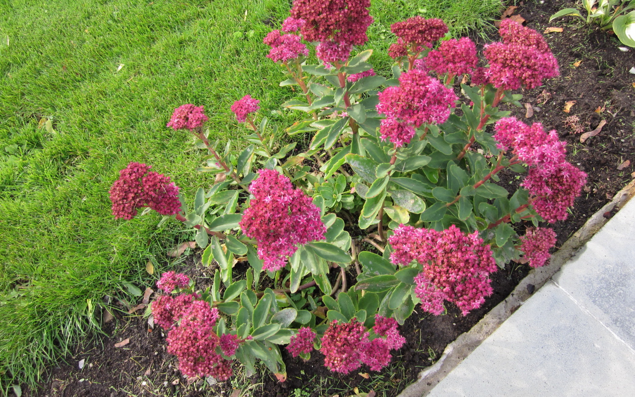 Красивый седум в саду